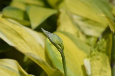 Plantain lily flower bud - Latin name - Hosta Captains Adventure clipart