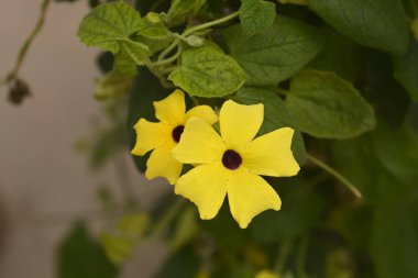 Black-eyed Susan vine flowers - Latin name - Thunbergia alata clipart