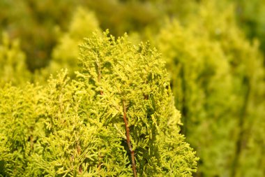 Dwarf Golden Oriental thuja - Latince adı - Platycladus orientalis Aurea Nana