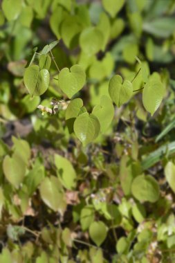 Bishops hat laeves and flower - Latin name - Epimedium alpinum clipart