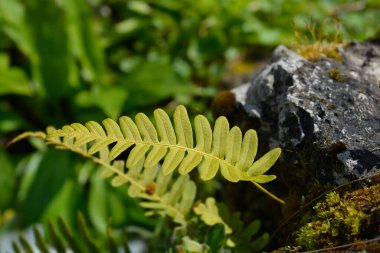 Common polyoidy leaves - Latin name - Polypodium vulgare clipart