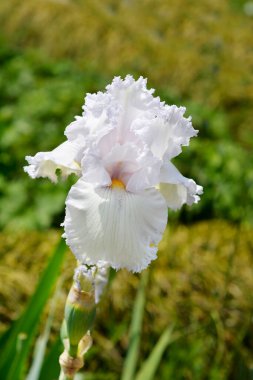 Uzun sakallı süsen çiçeği, latin adı Iris barbata elatior, meleklerin kraliçesi.