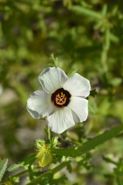 Saatlik çiçek - Latince adı - Hibiscus trionum