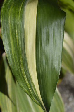 Değişik dökme demir bitki yaprakları - Latince adı - Aspidistra elatior Variegata