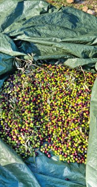 Taze toplanmış zeytinlerle dolu plastik bir çarşaf.