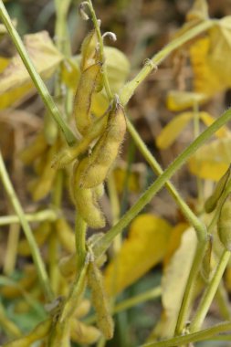 tohum kabuklu soya fasulyesi - Latince adı - Glycine max