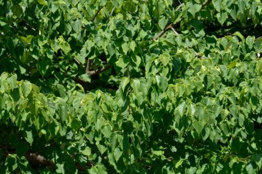 Mendil ağacı yaprakları - Latince adı - Davidia involucrata var. Vilmoriniana