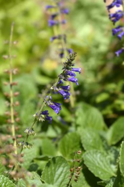 Pireneli ölü ısırgan otu çiçekleri - Latince adı - Horminum pyrenaicum