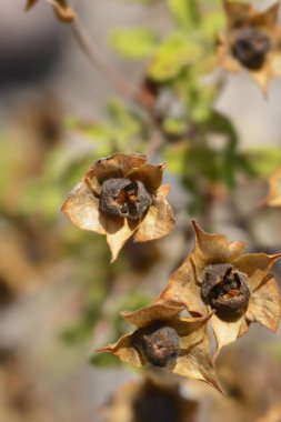 Sage-leaved rock-rose seed pods - Latin name - Cistus salviifolius clipart