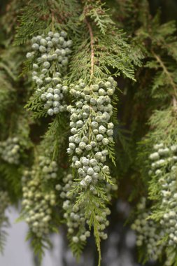 Latince adı Chamaecyparis lawsoniana olan sahte selvi dalları