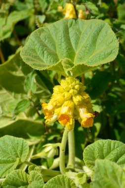 Sarı şeytanlar çiçekleri pençelerler - Latince adı - Ibicella lutea