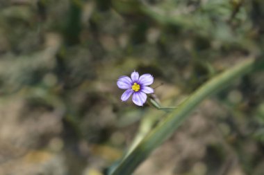 Californian blue-eyed grass flower - Latin name - Sisyrinchium bellum clipart