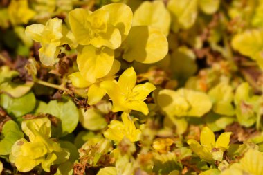 Altın sürünen Jenny çiçeği - Latince adı Lysimachia nummularia Aurea