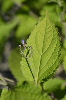 Mavi spiraea çiçeği tomurcukları - Latince adı - Tripora divaricata