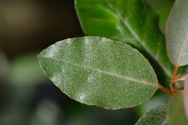 Oleaster Compacta Latince adı Elaeagnus x submacrophylla Compacta olan yaprakları
