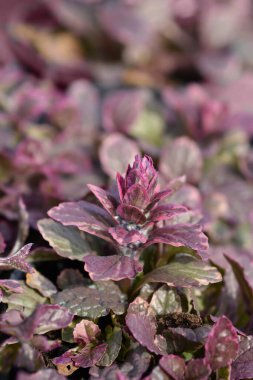 Bugle Çokrenkli tomurcuklar - Latince adı - Ajuga reptans Multicolor