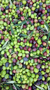 Yeni toplanmış zeytinlerin yukarıdan aşağı görünümü