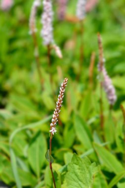 Fleece flower - Latin name - Persicaria affinis clipart