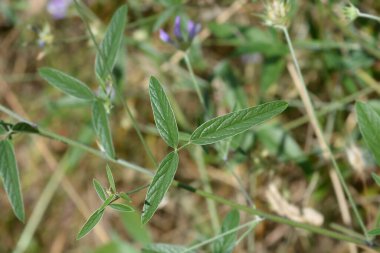 Bitumen trefoil leaves - Latin name - Bituminaria bituminosa clipart