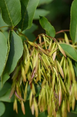 Flowering ash leaves and seeds - Latin name - Fraxinus ornus clipart