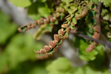 Rustyback eğreltiotu yaprakları - Latince adı - Asplenium ceterach