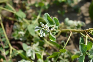 Snow-on-the-mountain flowers and variegated leaves - Latin name -  Euphorbia marginata clipart