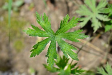 Çayır turna yaprağı - Latince adı - Geranium pratense Splish Splash