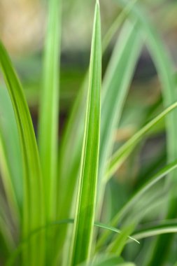 Sedge yaprakları - Latince adı - Carex morrowii Buz Dansı
