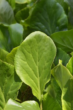 Elephants ears leaves - Latin name - Bergenia crassifolia clipart