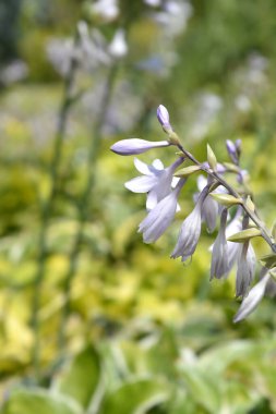 Nilüfer çiçekleri - Latince adı - Hosta Atlantis