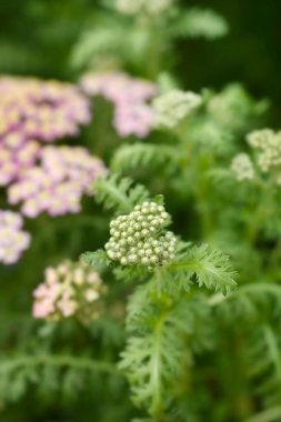 Pembe kiraz çiçeği tomurcukları - Latince adı - Achillea millefolium Milly Rock Rose