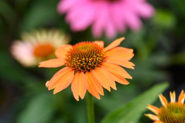 Portakal kabuklu çiçekler - Latince adı - Echinacea purpurea