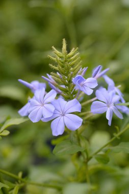 Plumbago mavi çiçekleri - Latince adı - Plumbago auriculata Blue