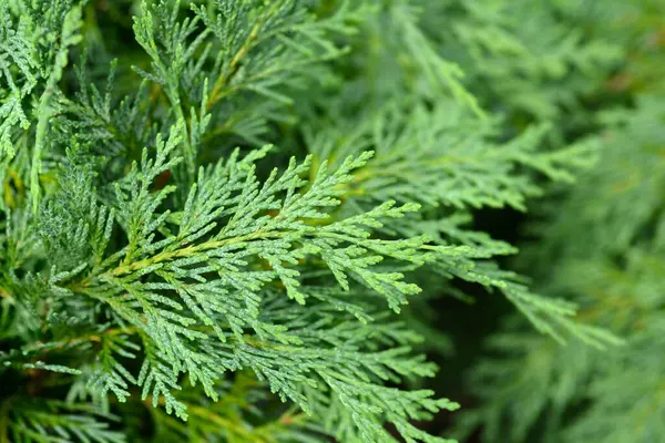 Lawsons Cypress şubeleri - Latince adı Chamaecyparis lawsoniana Globosa