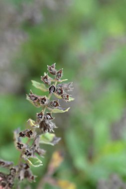 Common germander seed pods - Latin name - Teucrium chamaedrys clipart