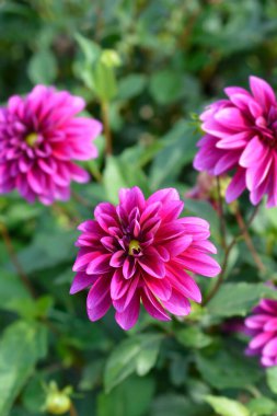 Pembe Dahlia çiçeği - Latince adı - Dahlia melezleri