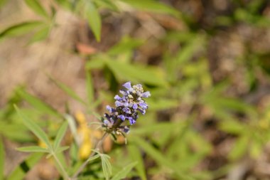 Lilac chaste tree branch with flowers - Latin name - Vitex agnus-castus clipart