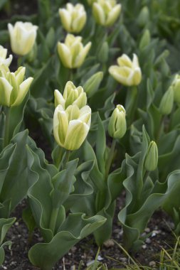 Beyaz ve yeşil lale çiçekleri - Latince adı - Tulipa Bahar Yeşili