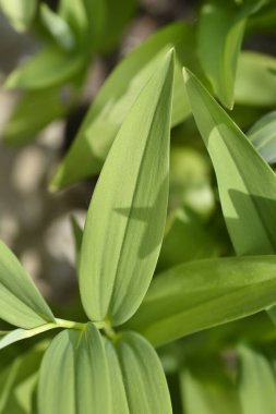 Vadinin çiçekli zambakları - Latince adı Maianthemum stellatum