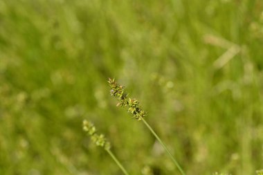 Dikenli dikiş - Latince adı - Carex muricata