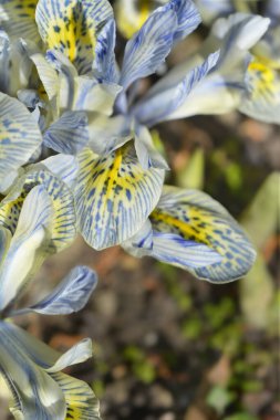 Cüce Iris çiçekleri - Latince adı - Iris reticulata Katherine Hodgkin