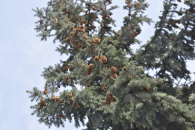 Colorado blue spruce branches with seed cones - Latin name - Picea pungens Glauca clipart