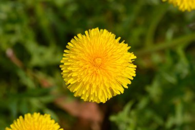 Genel karahindiba çiçeği - Latince adı - Taraxacum officinale