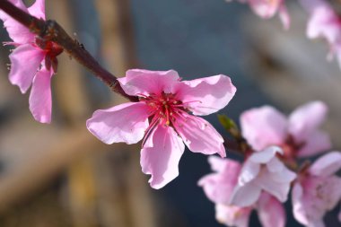 Pembe çiçekli şeftali dalı - Latince adı - Prunus persica Fayette