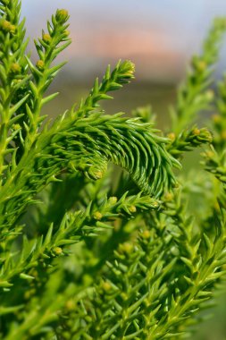 Cockscomb Japanese cedar branch - Latin name - Cryptomeria japonica Cristata clipart