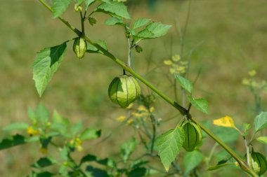 Kabuklu domates, bilimsel adı Physalis ixocarpa.