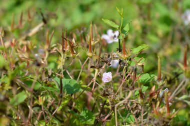 Thunbergs sardunya çiçekleri ve tohumları - Latince adı - Geranium thunbergii
