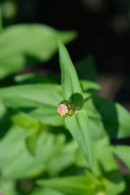 Pembe zinnia çiçeği tomurcuğu - Latince adı - Zinnia elegans