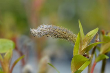 Japanese Pink Pussy Willow branch with flower - Latin name - Salix gracilistyla Mount Aso