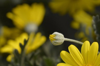 Gray-leaf eurypos flower bud - Latin name - Euryops pectinatus clipart